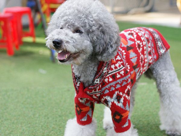 D・O・G WEBSTORE -犬服SHOP-ネイティブカウチンセーター-