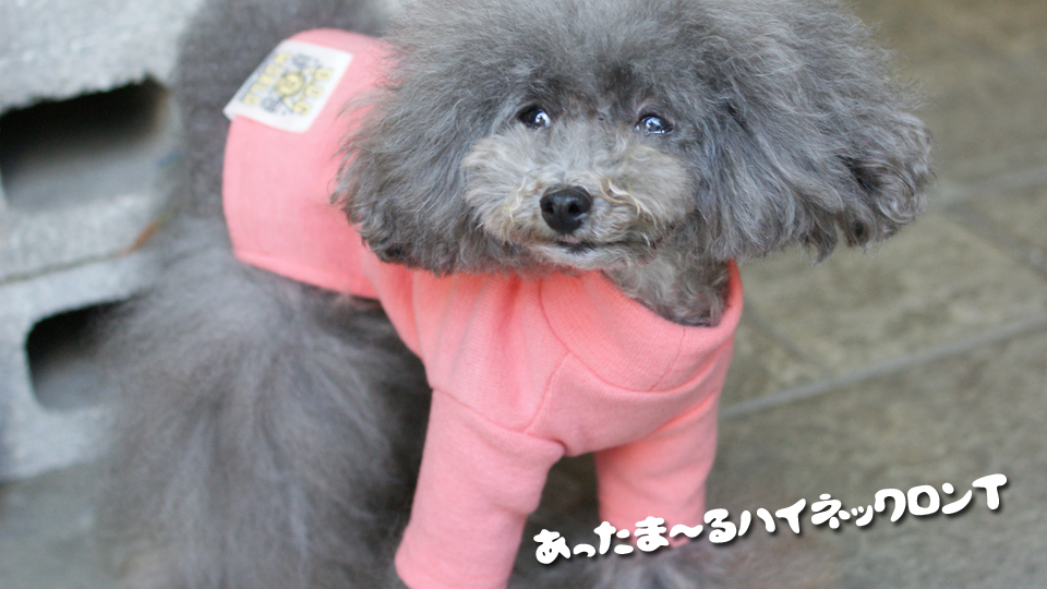 d o g webstore 犬服shop